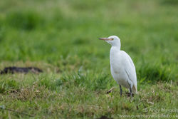 Cattle Egret photographed at Les Vauxbelets [VAX] on 5/11/2016. Photo: © Andy Marquis