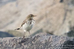 Water Pipit photographed at Fort Le Crocq on 6/11/2016. Photo: © Andy Marquis