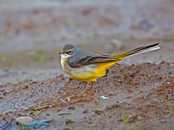 Grey Wagtail photographed at St Peters Village [SPW] on 28/11/2016. Photo: © Mike Cunningham