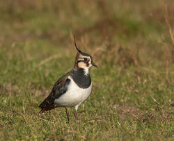Lapwing photographed at L'Eree [LER] on 5/12/2016. Photo: © Barry Wells