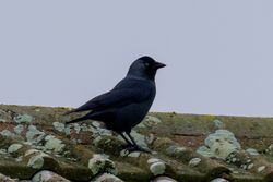 Jackdaw photographed at Torteval [TOR] on 16/12/2016. Photo: © Jay Friend