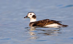 Long-tailed Duck photographed at Jaonneuse [JAO] on 18/12/2016. Photo: © Anthony Loaring