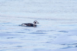 Long-tailed Duck photographed at L'Ancresse [LAN] on 20/12/2016. Photo: © Rod Ferbrache