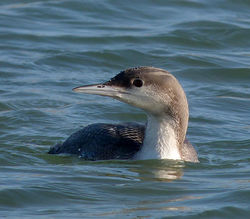 Black-throated Diver photographed at Les Amarreurs [AMM] on 22/12/2016. Photo: © Mark Lawlor