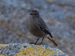 Black Redstart photographed at Pulias [PUL] on 22/12/2016. Photo: © Mike Cunningham