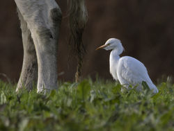 Cattle Egret photographed at Fauxquets Valley [FAU] on 22/12/2016. Photo: © Mike Cunningham