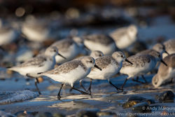 Sanderling photographed at Grandes Rocques [GRO] on 31/12/2016. Photo: © Andy Marquis