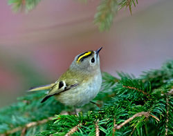 Goldcrest photographed at St Peter Port [SPP] on 2/1/2017. Photo: © Mike Cunningham