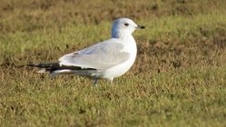 Common Gull photographed at Rue des Houges, SSV on 26/1/2017. Photo: © Mark Guppy