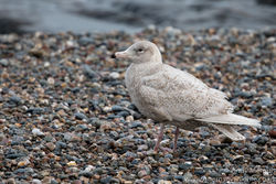 Glaucous Gull photographed at Chouet [CHO] on 4/2/2017. Photo: © Andy Marquis