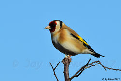 Goldfinch photographed at Rue des Hougues, STA [H04] on 7/2/2017. Photo: © Jay Friend