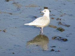 Iceland Gull photographed at Town Harbour [TOW] on 13/2/2017. Photo: © Wayne Turner