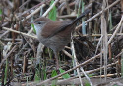 Cetti's Warbler photographed at Claire Mare [CLA] on 12/3/2017. Photo: © Albert Harvey