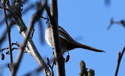 Bearded Tit photographed at Grands Marais/Prï¿½ on 11/3/2017. Photo: &copy; Adrian Bott