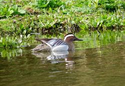Garganey photographed at Rue des Bergers [BER] on 17/3/2017. Photo: © Mark Guppy