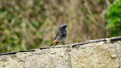 Black Redstart photographed at St Peter in the Wood (Parish) on 26/3/2017. Photo: © Mark Guppy