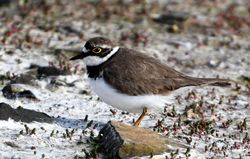 Little Ringed Plover photographed at Colin Best NR on 5/5/2017. Photo: © Adrian Bott