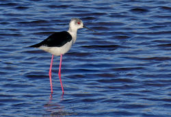 Black-winged Stilt photographed at Claire Mare [CLA] on 9/5/2017. Photo: © Mark Lawlor