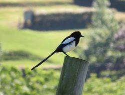 Magpie photographed at Fauxquets Valley [FAU] on 21/5/2017. Photo: © Wayne Turner