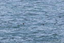 Manx Shearwater photographed at Chouet Hide [CHH] on 12/6/2017. Photo: © Andy Marquis
