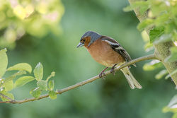 Chaffinch photographed at Bas Capelles [BAS] on 12/6/2017. Photo: © Rod Ferbrache