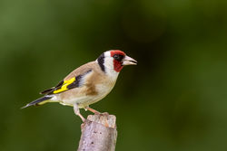Goldfinch photographed at Bas Capelles [BAS] on 14/6/2017. Photo: © Rod Ferbrache