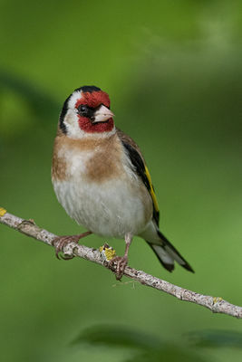 Goldfinch photographed at Bas Capelles [BAS] on 25/6/2017. Photo: © Rod Ferbrache