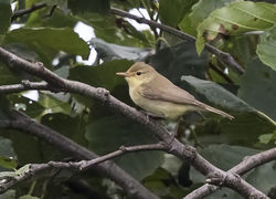 Melodious Warbler photographed at Claire Mare [CLA] on 21/8/2017. Photo: © Anthony Loaring