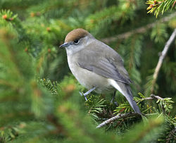 Blackcap photographed at St Peter Port [SPP] on 11/9/2017. Photo: © Mike Cunningham