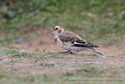 Snow Bunting photographed at Select location on 9/10/2017. Photo: © Rod Ferbrache