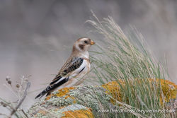 Snow Bunting photographed at Fort Hommet [HOM] on 9/10/2017. Photo: © Rod Ferbrache