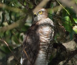 Sparrowhawk photographed at Rue des Bergers on 13/10/2017. Photo: © Dave Carre