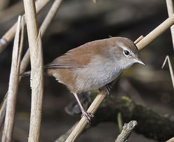 Cetti's Warbler photographed at Rue des Bergers [BER] on 18/10/2017. Photo: © Mike Cunningham