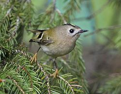 Goldcrest photographed at St Peter Port [SPP] on 31/10/2017. Photo: © Mike Cunningham