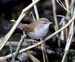 Cetti's Warbler photographed at Rue des Bergers [BER] on 31/10/2017. Photo: © Mike Cunningham