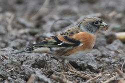 Brambling photographed at Rue des Hougues, STA [H04] on 7/11/2017. Photo: © Albert Harvey