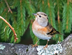 Brambling photographed at St Peter Port on 12/11/2017. Photo: © Mike Cunningham