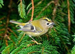 Goldcrest photographed at St Peter Port on 13/11/2017. Photo: © Mike Cunningham