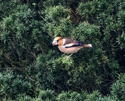 Hawfinch photographed at Foulon on 16/11/2017. Photo: © Mike Cunningham
