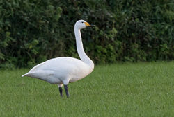 Whooper Swan photographed at Rue des Hougues, CAT [HO3] on 24/11/2017. Photo: © Anthony Loaring