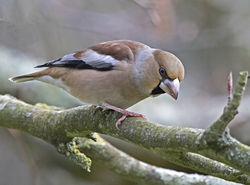Hawfinch photographed at Foulon [FOU] on 6/12/2017. Photo: © Mike Cunningham