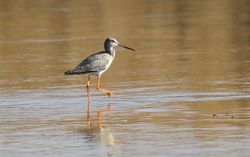 Spotted Redshank photographed at Claire Mare [CLA] on 13/10/2017. Photo: © Julie Davis