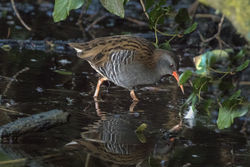 Water Rail photographed at Rue des Bergers [BER] on 20/12/2017. Photo: © Rod Ferbrache