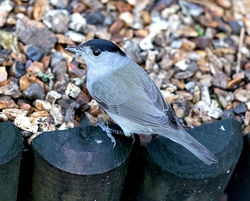 Blackcap photographed at St Peter Port [SPP] on 29/12/2017. Photo: © Mike Cunningham