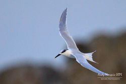 Sandwich Tern photographed at Jaonneuse [JAO] on 1/1/2018. Photo: © Andy Marquis