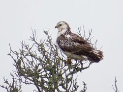 Buzzard photographed at Rue des Hougues, STA [H04] on 5/2/2018. Photo: © Wayne Turner