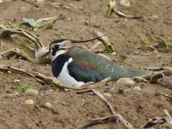Lapwing photographed at Rue des Hougues, STA [H04] on 13/2/2018. Photo: © Wayne Turner