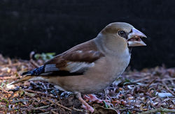 Hawfinch photographed at Foulon [FOU] on 16/2/2018. Photo: © Mike Cunningham