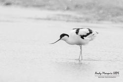 Avocet photographed at Colin Best NR [CNR] on 1/3/2018. Photo: © Andy Marquis