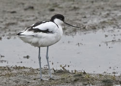 Avocet photographed at Colin Best NR [CNR] on 2/3/2018. Photo: © Anthony Loaring
